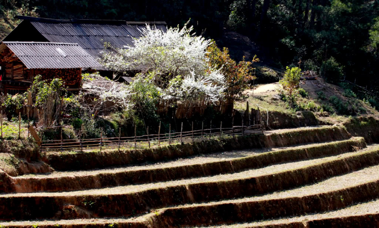 Sapa đầu xuân.