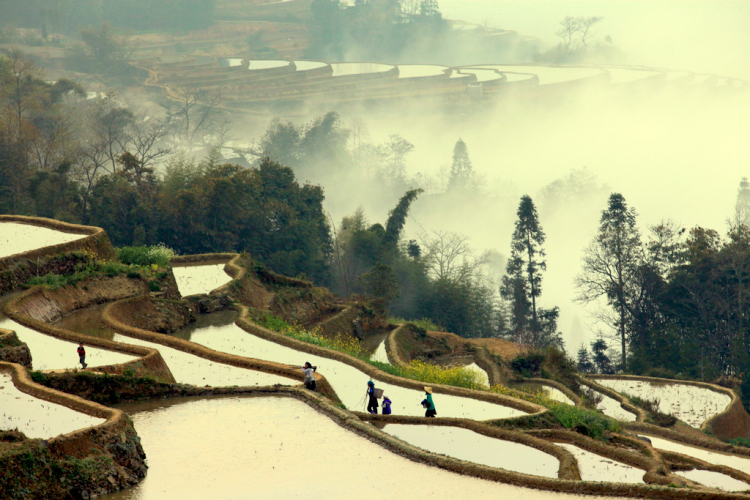 Ruộng lạ.