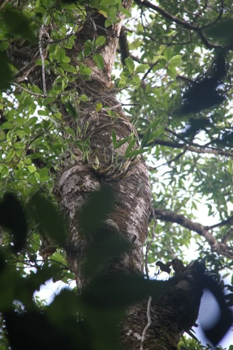 CHINH PHỤC ĐỈNH NÚI Bra-Yang/DI LINH