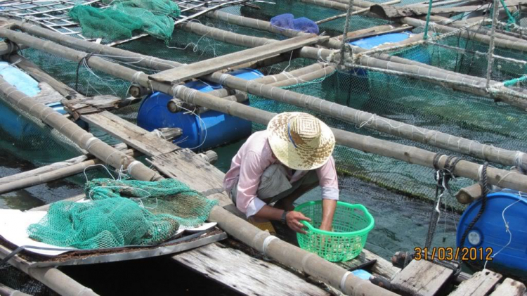 Người Bình Định Người Bình Định
