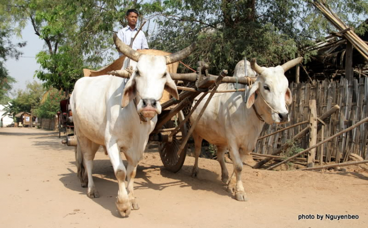 Chớp nhoáng Myanmar