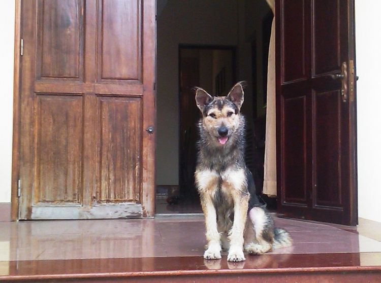 Thú chơi chó khủng Thú chơi chó khủng