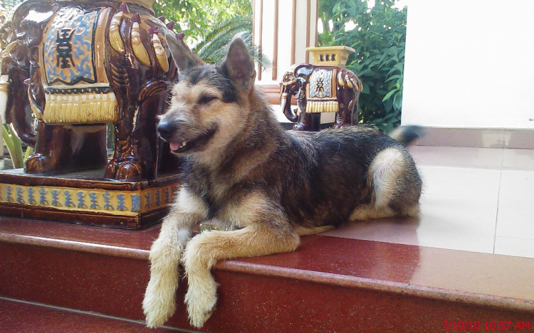 Thú chơi chó khủng Thú chơi chó khủng