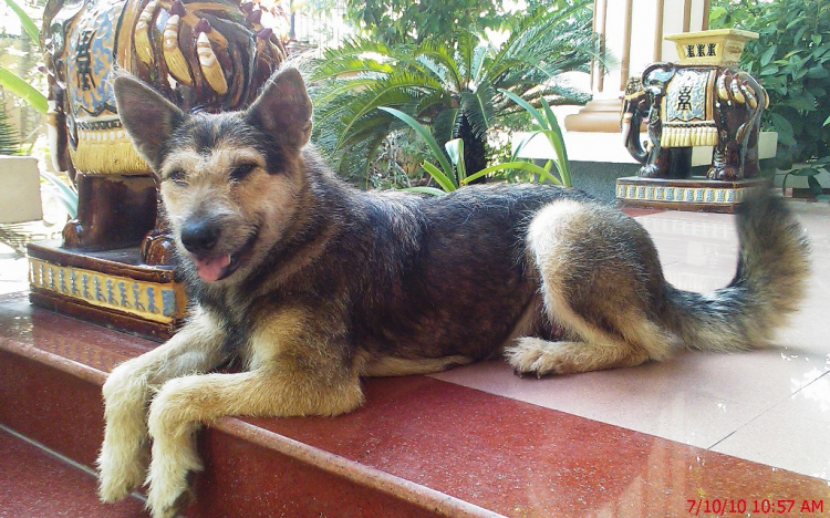 Thú chơi chó khủng Thú chơi chó khủng