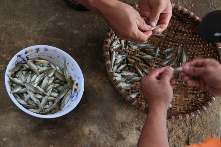 Ba mươi tháng tư đi tránh miền đất dữ - Gặp Fulro ở giữa cánh rừng thô! ... Hô hô hô!