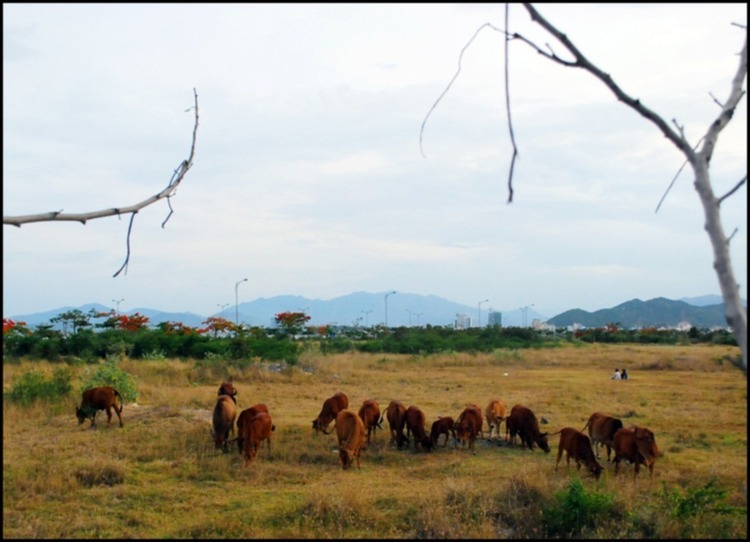 Bản tin XNL – Nha Trang