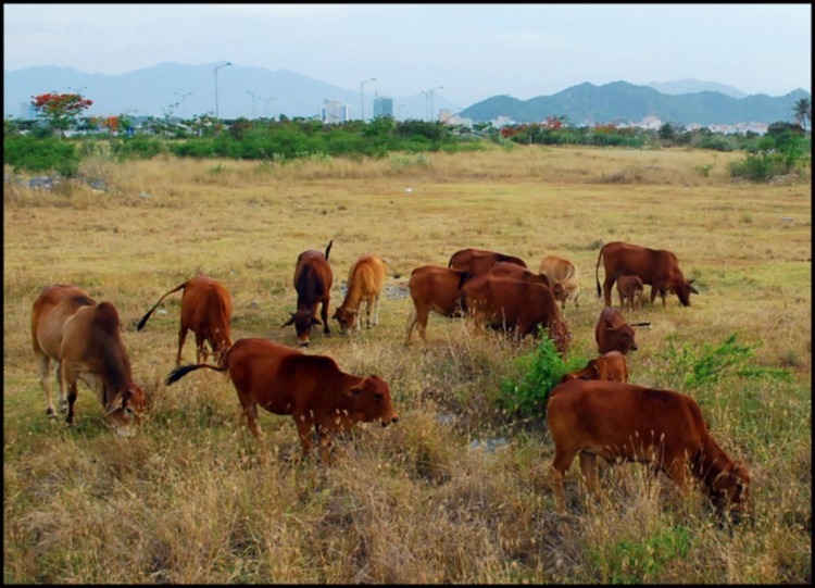 Bản tin XNL – Nha Trang