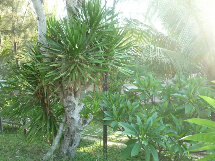 Phan Rang vùng đất của nắng và gió Phan Rang vùng đất của nắng và gió