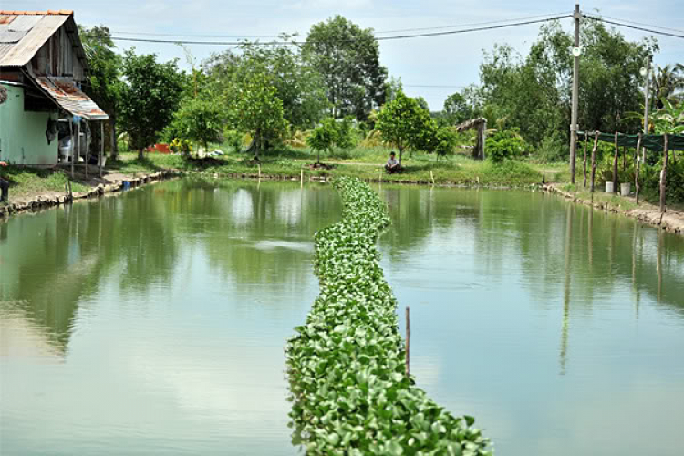 Tân Phú lập ấp