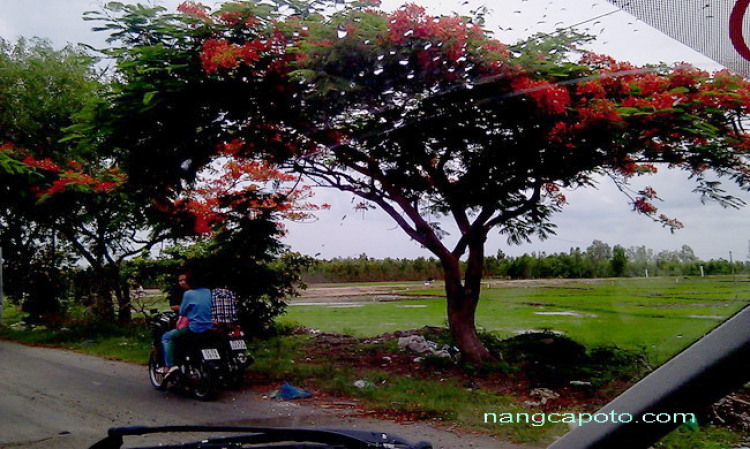 Matiz: chân ngắn trên đường dài! Festival Đà Lạt 2013.(p204)