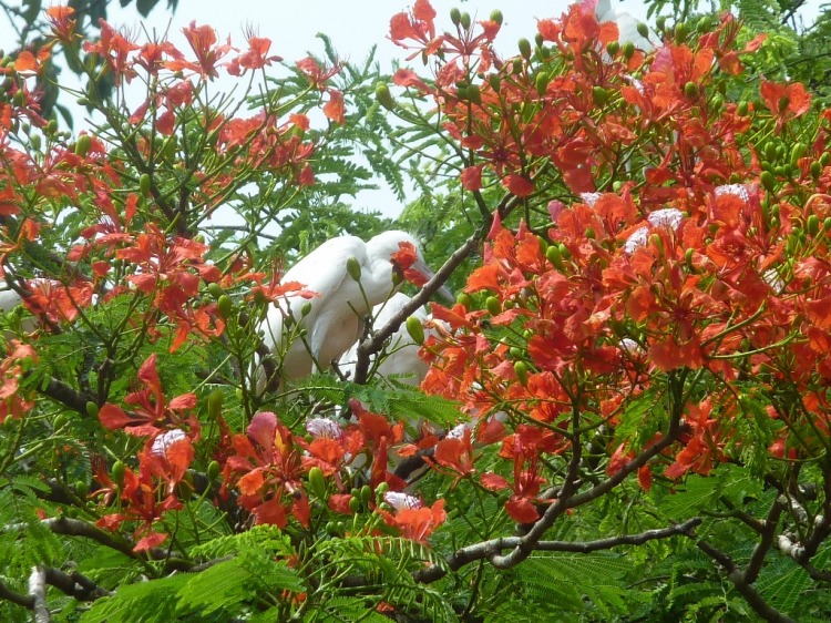 Hình ảnh giao lưu OS Trà Vinh nhân dịp quốc tể thiếu nhi 1/6 Hình ảnh giao lưu OS Trà Vinh nhân dịp quốc tể thiếu nhi 1/6