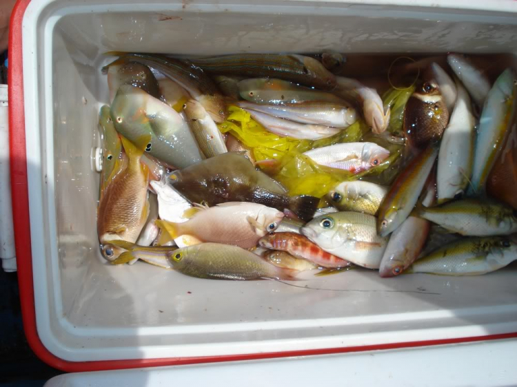 Du ngoạn trên biển bằng xuồng phao bơm hơi. Du ngoạn trên biển bằng xuồng phao bơm hơi.