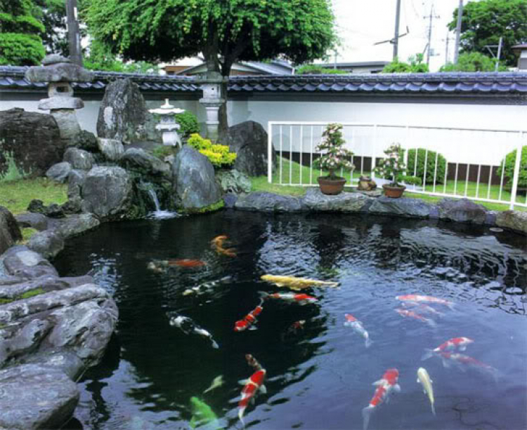 Nuôi cá Koi (Chép Nhật)...Hái ra tiền (??) Nuôi cá Koi (Chép Nhật)...Hái ra tiền (??)