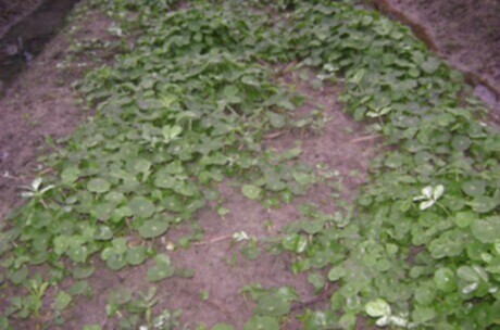 Miệt vườn