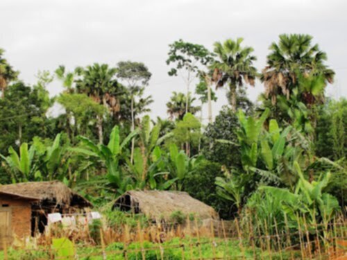 Miệt vườn