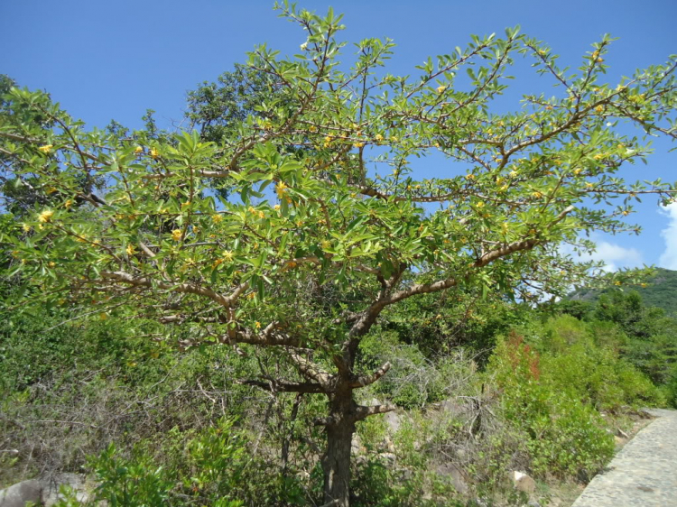 Phan Rang vùng đất của nắng và gió