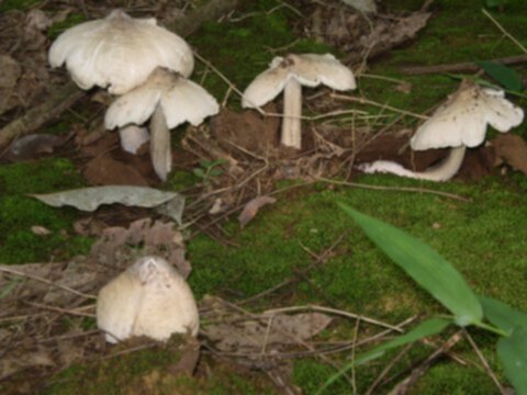 Miệt vườn
