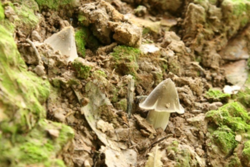 Miệt vườn