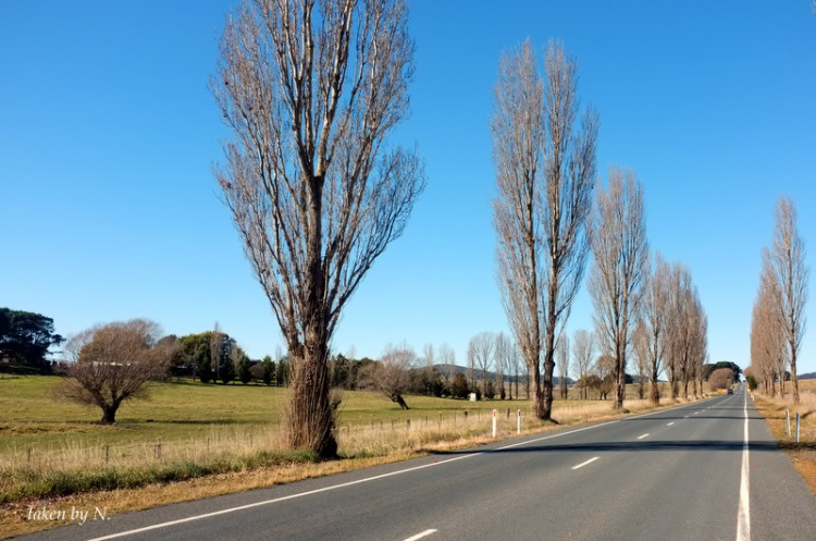 Ngao du Aussie, nhờ các bác chia sẻ kinh nghiệm và chỉ giáo.