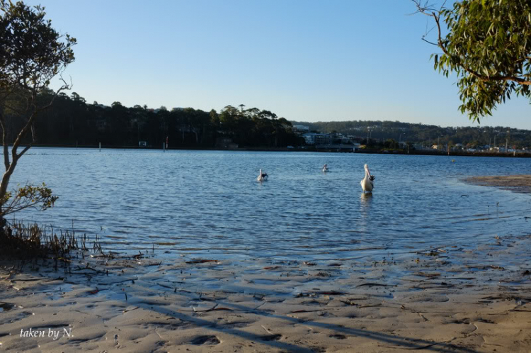 Ngao du Aussie, nhờ các bác chia sẻ kinh nghiệm và chỉ giáo.
