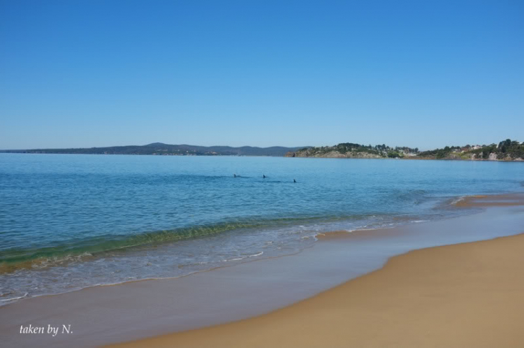 Ngao du Aussie, nhờ các bác chia sẻ kinh nghiệm và chỉ giáo.
