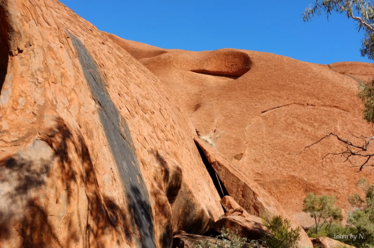 Ngao du Aussie, nhờ các bác chia sẻ kinh nghiệm và chỉ giáo.