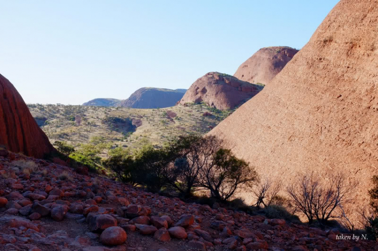 Ngao du Aussie, nhờ các bác chia sẻ kinh nghiệm và chỉ giáo.