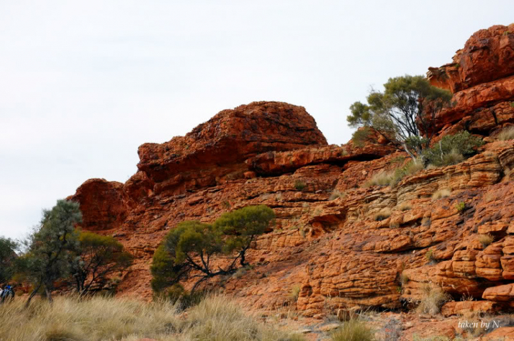 Ngao du Aussie, nhờ các bác chia sẻ kinh nghiệm và chỉ giáo.