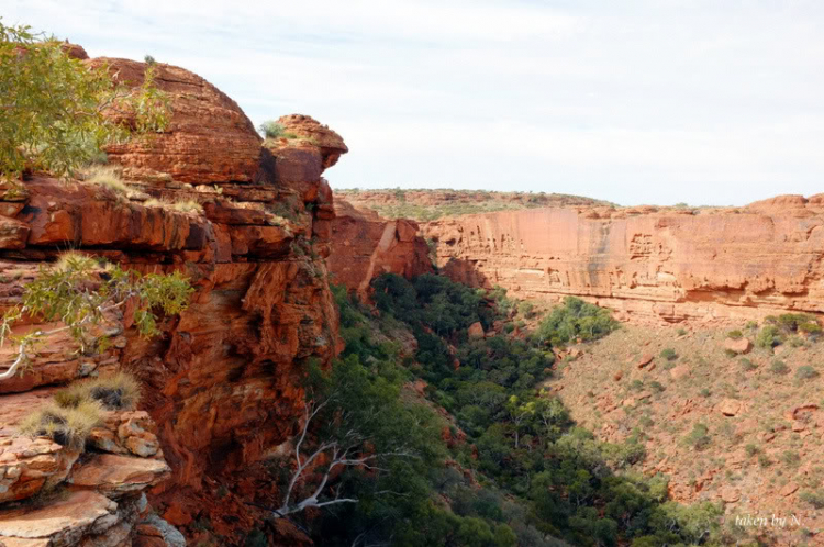 Ngao du Aussie, nhờ các bác chia sẻ kinh nghiệm và chỉ giáo.