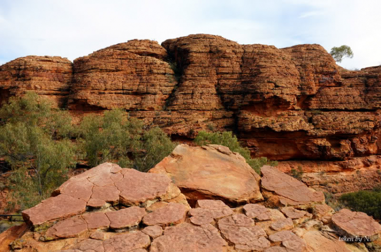 Ngao du Aussie, nhờ các bác chia sẻ kinh nghiệm và chỉ giáo.