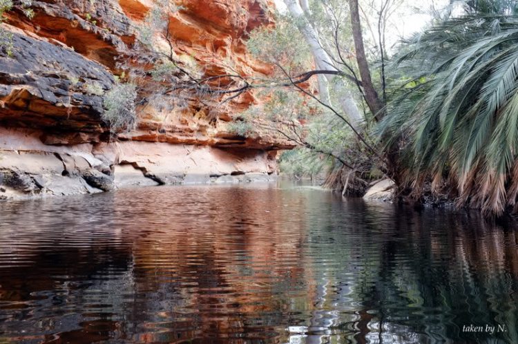 Ngao du Aussie, nhờ các bác chia sẻ kinh nghiệm và chỉ giáo.
