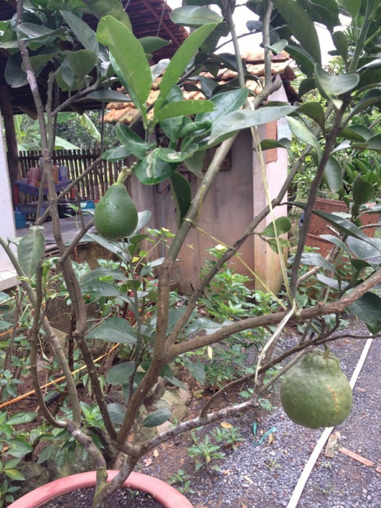 Làng Bươi Tân Triều- Biên Hoà-Đồng Nai Làng Bươi Tân Triều- Biên Hoà-Đồng Nai