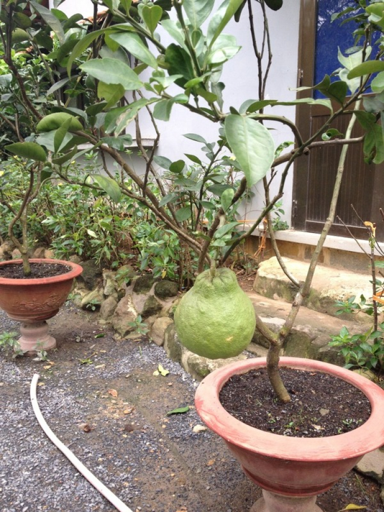 Làng Bươi Tân Triều- Biên Hoà-Đồng Nai Làng Bươi Tân Triều- Biên Hoà-Đồng Nai