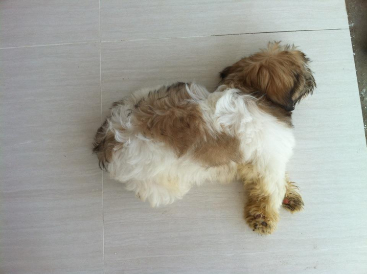 Thú chơi chó khủng Thú chơi chó khủng