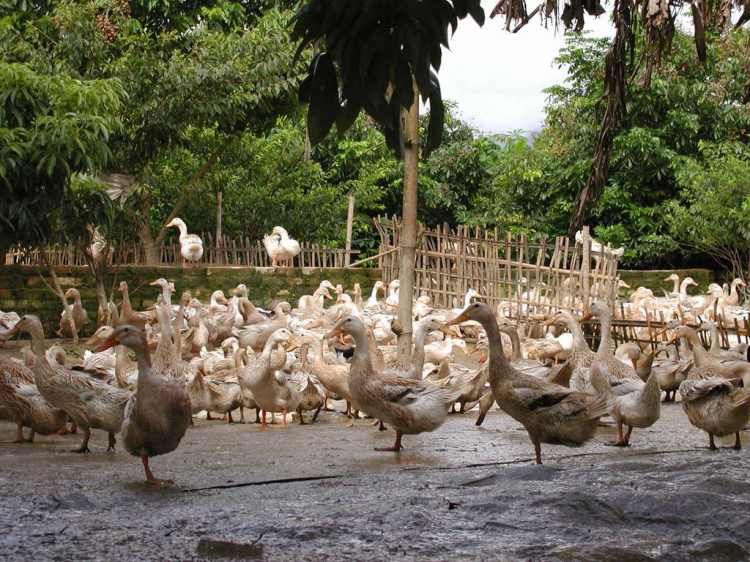 Hội nông dân( trồng trọt ,chăn nuôi).