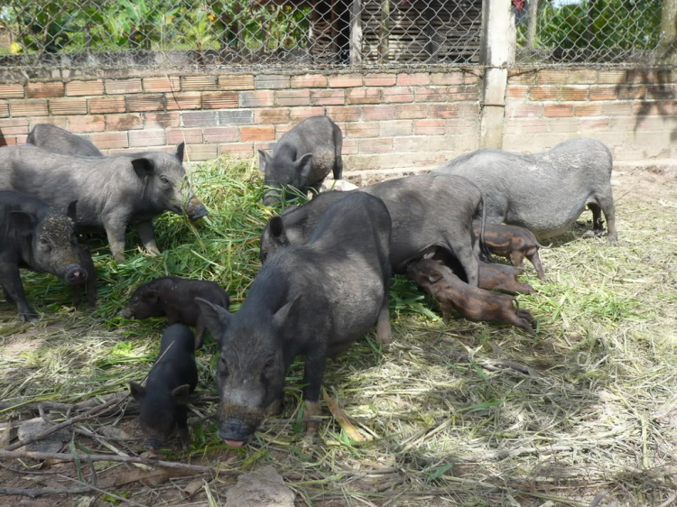 Hội nông dân( trồng trọt ,chăn nuôi).