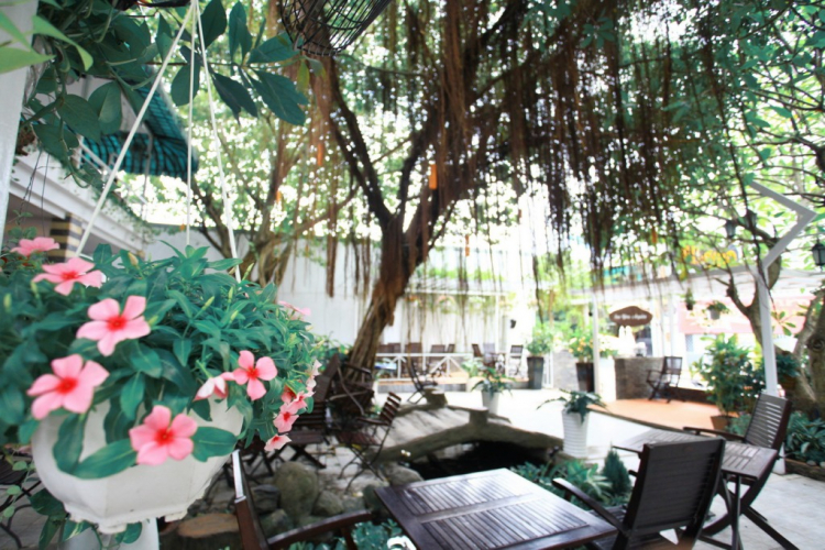 Chúc mừng khai trương cafe sân vườn