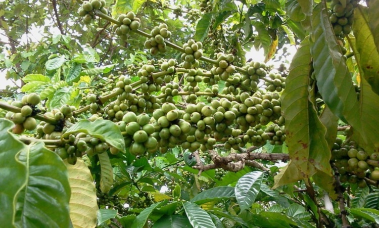 [S.O.S] OFF Buôn Ma Thuột- ẤN TƯỢNG ĐẤT CAO NGUYÊN