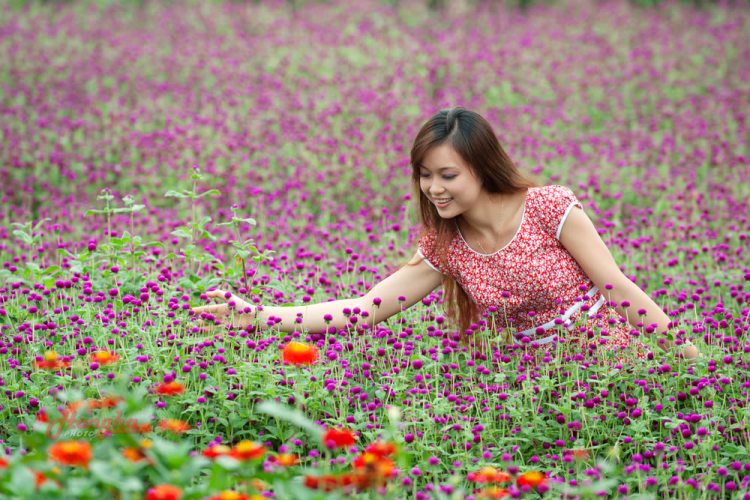 "Mùa hoa bách Nhật ngày em đến..."