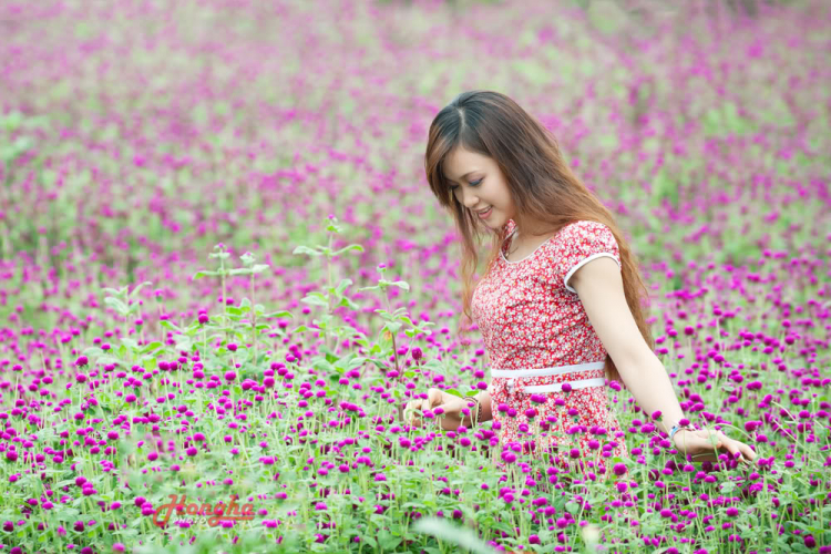 "Mùa hoa bách Nhật ngày em đến..."