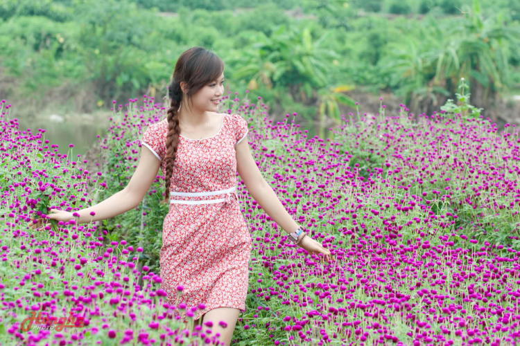 "Mùa hoa bách Nhật ngày em đến..."