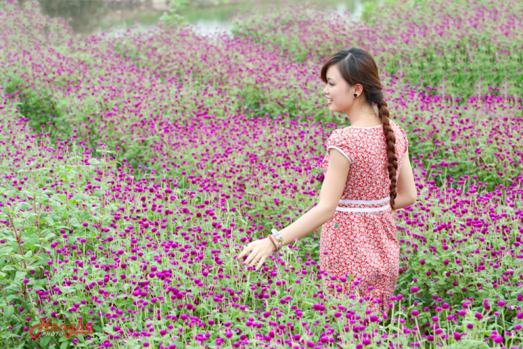 "Mùa hoa bách Nhật ngày em đến..."