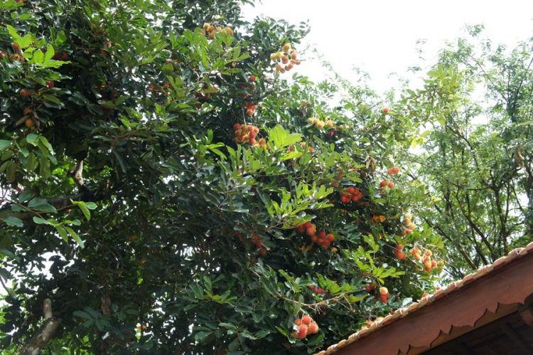 Hình ảnh Đại Hội Quần Hùng lần 4 của OSFC tại Đà Lạt và Mũi Né Hình ảnh Đại Hội Quần Hùng lần 4 của OSFC tại Đà Lạt và Mũi Né