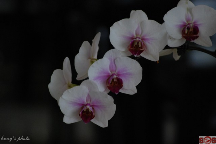 Những hình ảnh nhóm  S.O.S.  hu hí tại Đà Lạt ngàn hoa