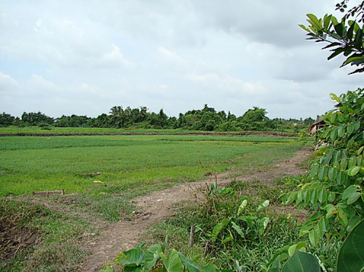 Miệt vườn Miệt vườn