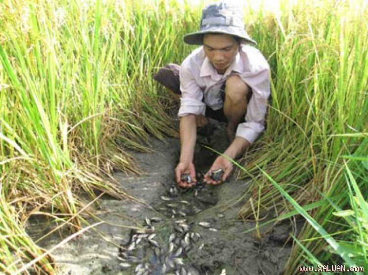 Miệt vườn Miệt vườn