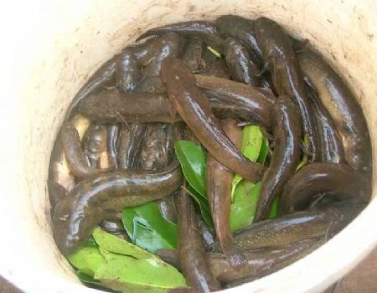 Miệt vườn