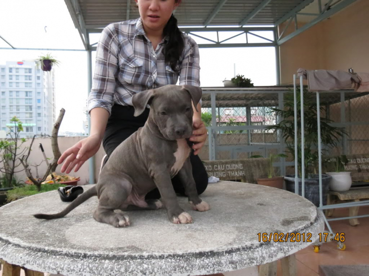 Thú chơi chó khủng