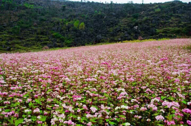 Phượt xuyên Việt Tây bắc  cuối thu.