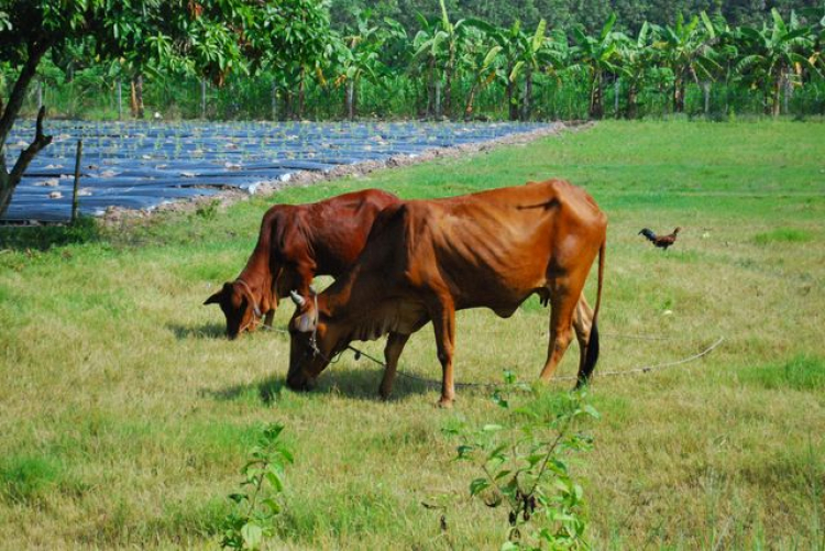 Vượt lên chính mình_Tập 2 _Xe đạp & Bò tơ..!